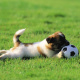 Puppy