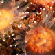 Orange cup coral