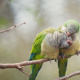 Monk parakeet