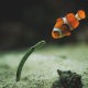 Spotted garden eel