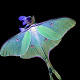 Luna moth