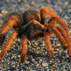 Mexican red-knee tarantula