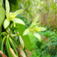 Vanilla planifolia
