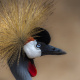 Grey Crowned Crane