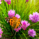 Painted Lady