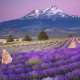 Mount Shasta