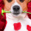 Jack Russell Terrier