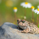 Natterjack toad