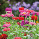 Zinnia