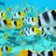 Pacific double-saddle butterflyfish