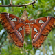 Atlas moth