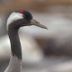 Common Crane