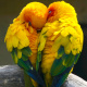 Sun Conure