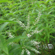 Lemon Verbena