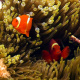 Ocellaris clownfish