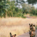 African wild dog