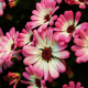 Pericallis hybrida