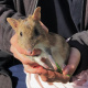 Eastern barred bandicoot