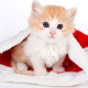 Santa Claus