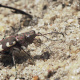 Northern dune tiger beetle