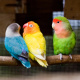 Fischer's lovebird
