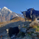 Annapurna