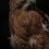 Red-shouldered hawk