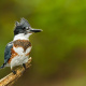 Belted Kingfisher
