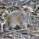 Southern brown bandicoot