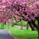 Blooming sakura tree canopy