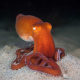 Red octopus