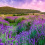 Provence