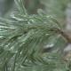Thuja Tree
