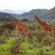 Samburu