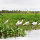 Wood Stork
