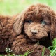 Newfoundland dog