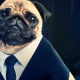 Frank the Pug