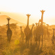 Masai giraffe