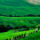 Tuscan