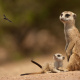 Kalahari