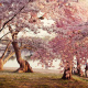 Tidal Basin