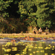 Luangwa River