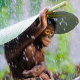 Orangutan
