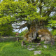 Kvill Oak