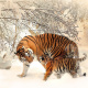Siberian tiger