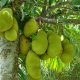 Artocarpus heterophyllus