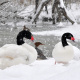 Black-necked swan