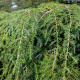 Hemlock Tree