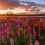 Lake Tekapo