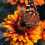 Painted Lady